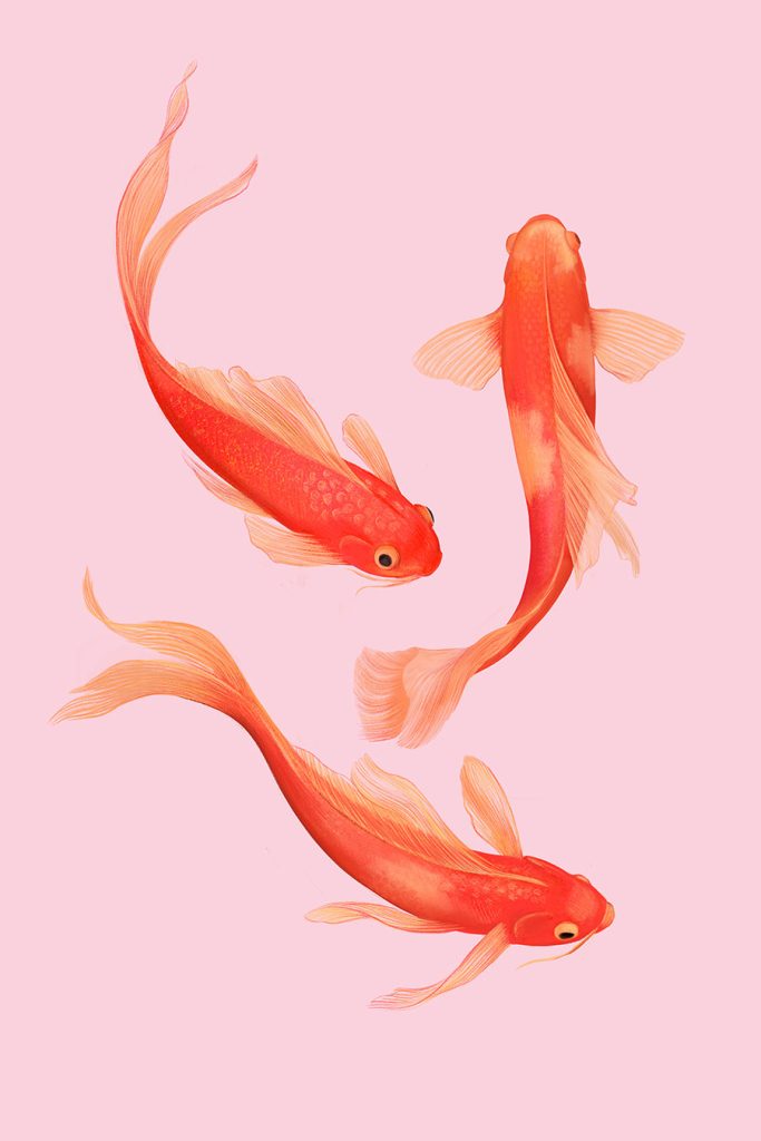 koi carps, red on pink