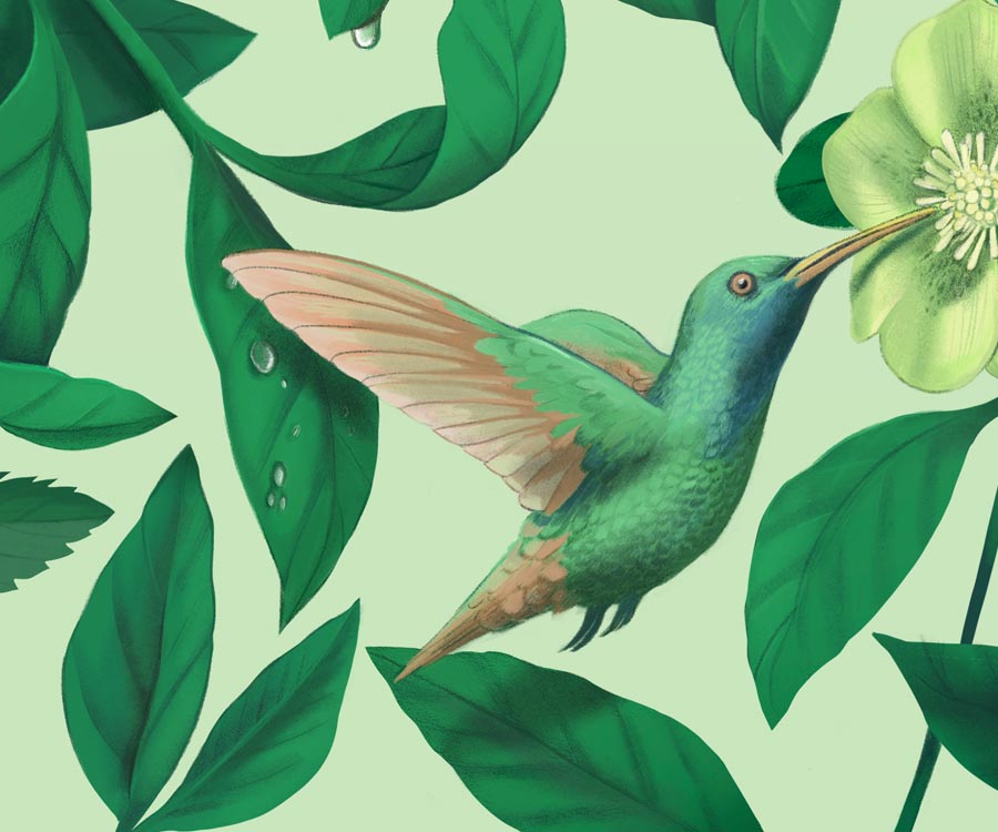 illustration, packaging, naturale bio, organic food, supplements, product packaging, soft pack, silja goetz, siljagötz, blend, green powder, matcha, tea, colibri, humming bird