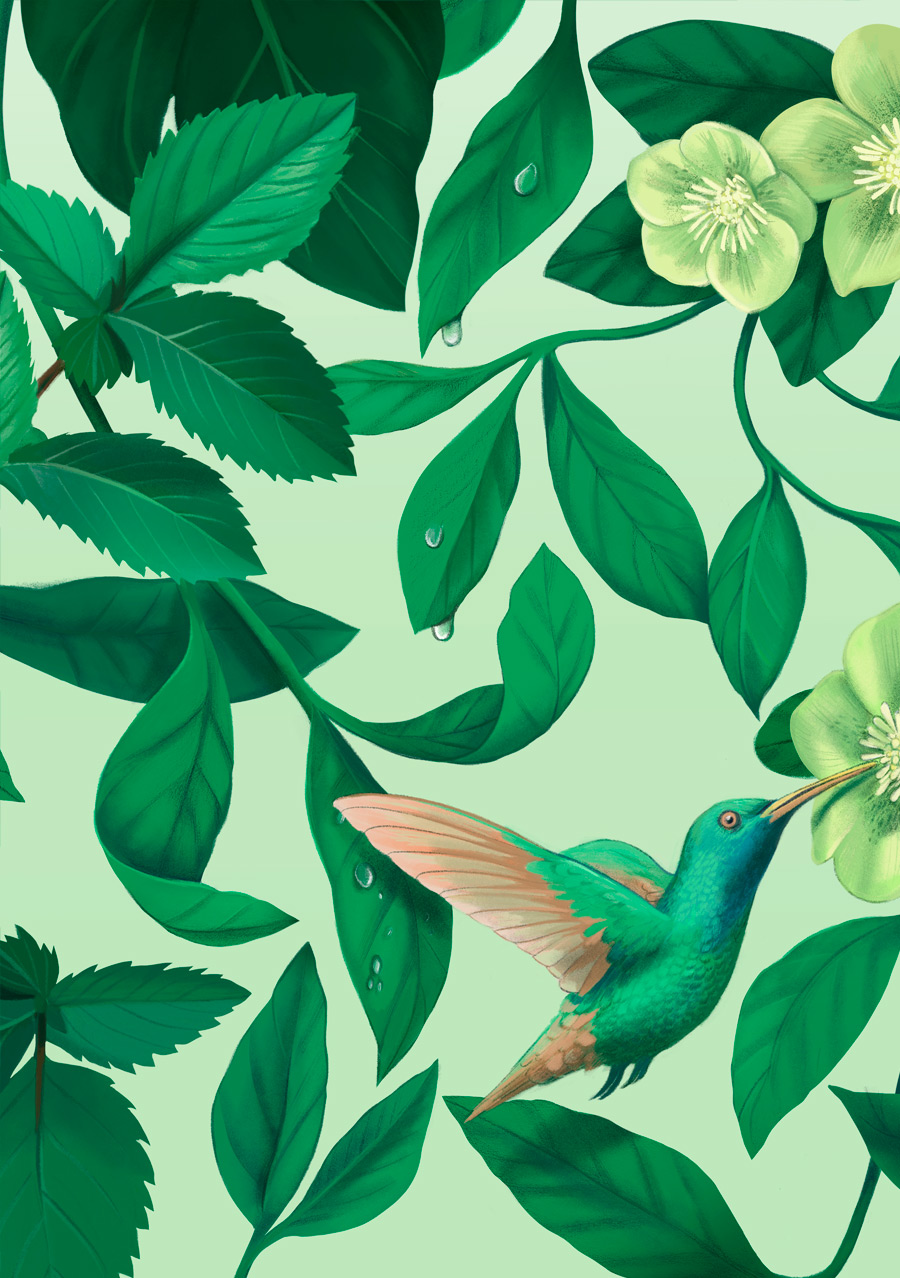 illustration, packaging, naturale bio, organic food, supplements, product packaging, soft pack, silja goetz, siljagötz, blend, green powder, matcha, tea, colibri, humming bird